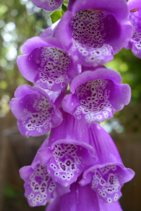 природа,цвести,растение,фотография,цветок,пурпурный