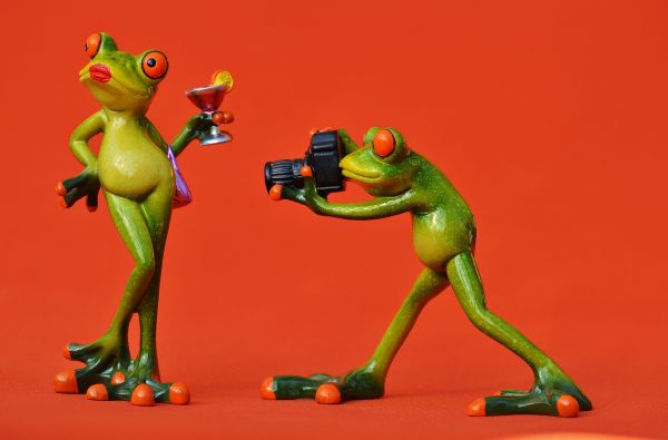 kamera, valokuvaaja, malli-, vihreä, sammakko, sammakkoeläin