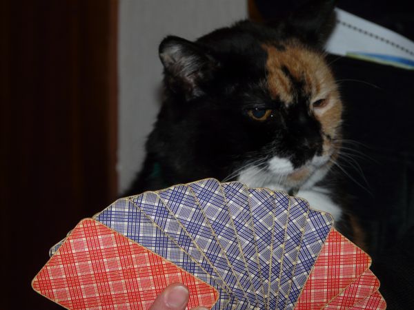 play,kitten,cat,mammal,cards,whiskers