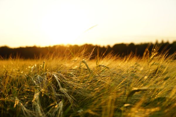 природа,трава,растение,горизонт,небо,закат солнца