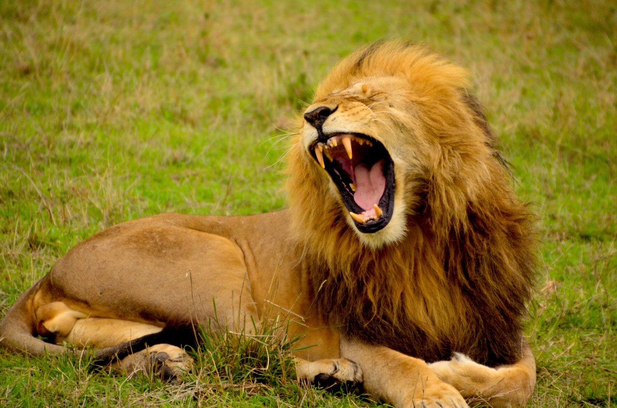 äventyr, vilda djur och växter, Zoo, katt, däggdjur, manen, fauna, savann, lejon, gäspa, ryta, ryggradsdjur, tänder, safari, stora katter, katt som däggdjur, masai lejon
