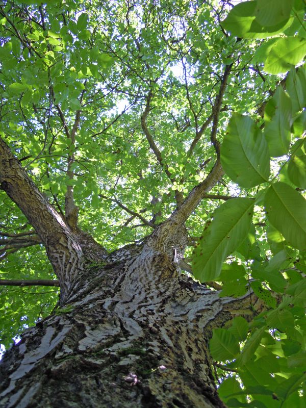 pohon,cabang,menanam,daun,struktur,pertumbuhan