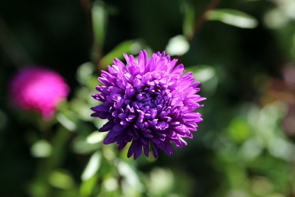 flor, planta, flor, naturaleza, púrpura, pétalo
