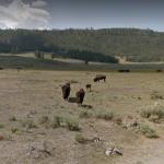 Yellowstone Bison Herd
