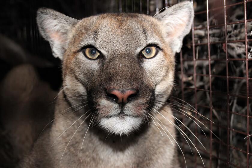 P-78, a subadult male mountain lion, was captured in the central portion of the Santa Monica Mountains on December 11, 2019.