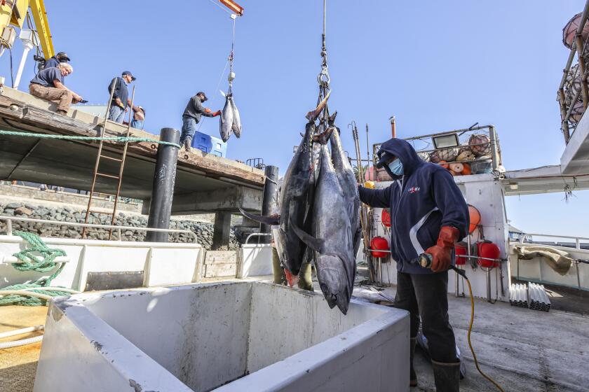 SAN DIEGO, CA - FEBRUARY 25: Eddie Ordialez (right) works with other crew members to unload their haul of tuna on a dock in Tuna Harbor on Thursday, Feb. 25, 2021 in San Diego, CA. (Eduardo Contreras / The San Diego Union-Tribune)