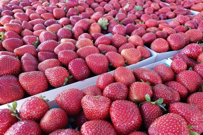 The annual Strawberry Festival is back in Vista on May 26.