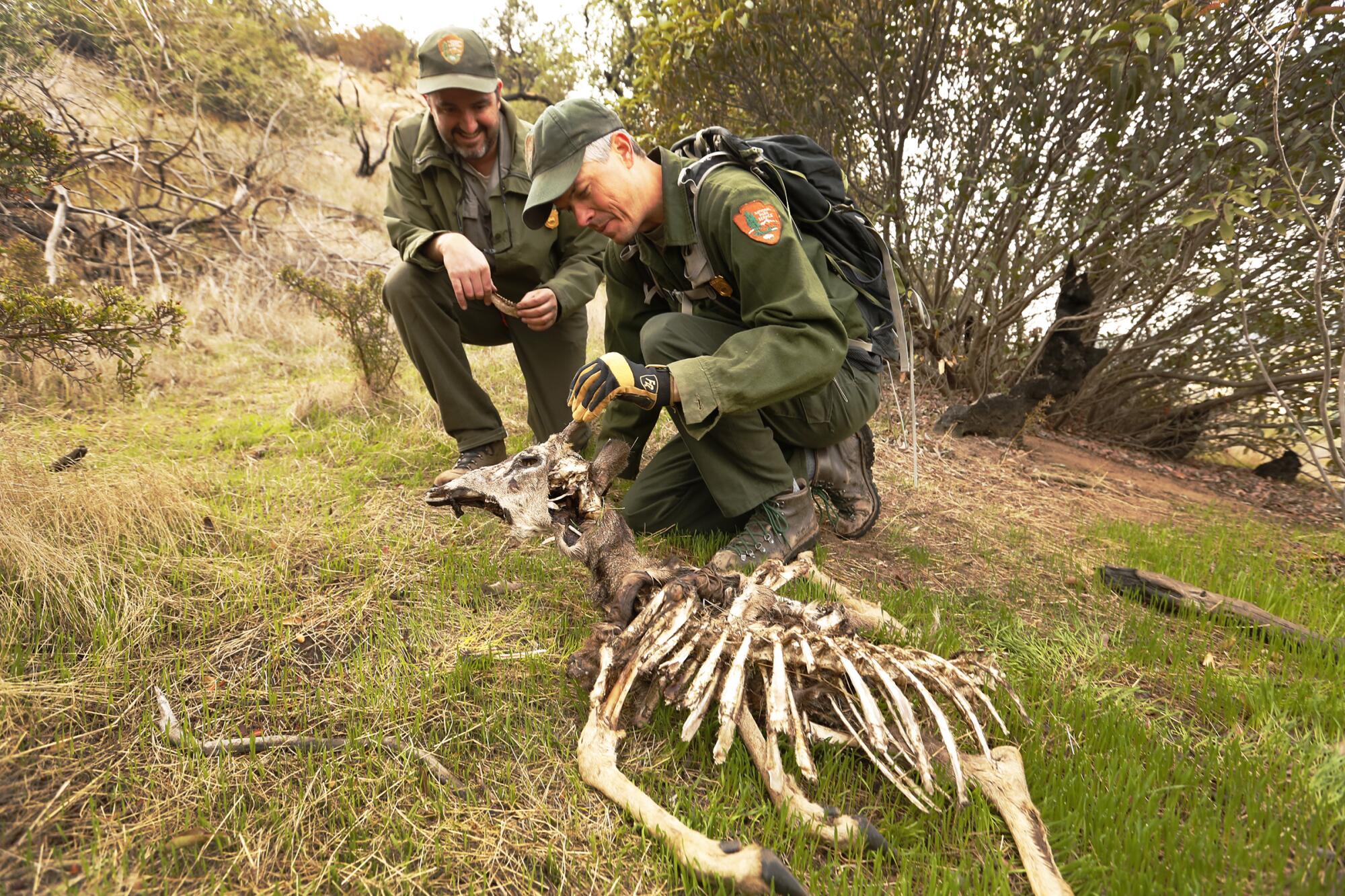 Two men check the skeletal remains of a small deer on a grassy hillside