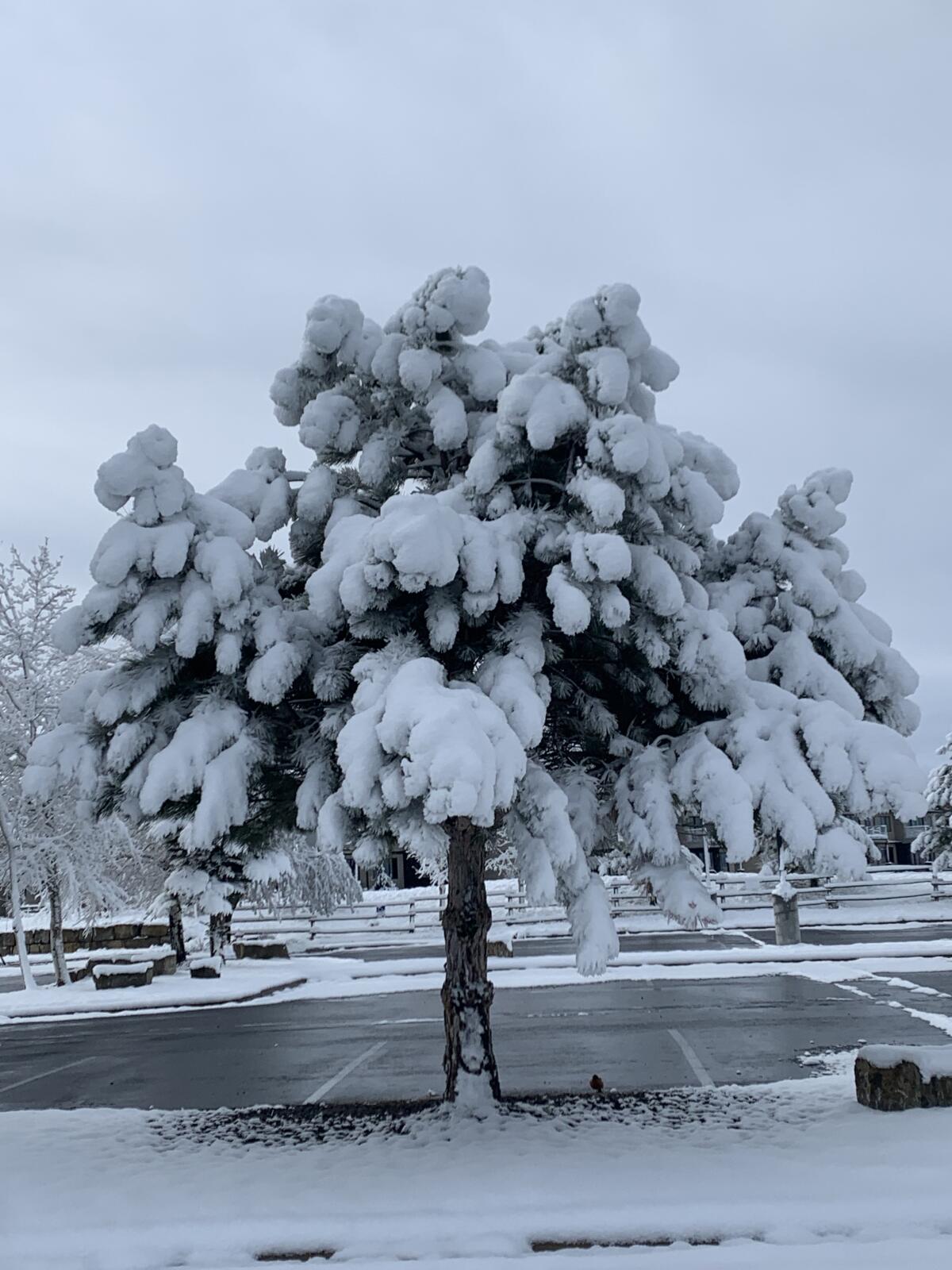 A snow-covered tree.