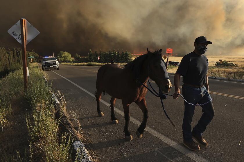 A resident evacuates his horse as the Corral Fire bears down on ranches west of Tracy, Calif., Saturday, June 1, 2024. 
