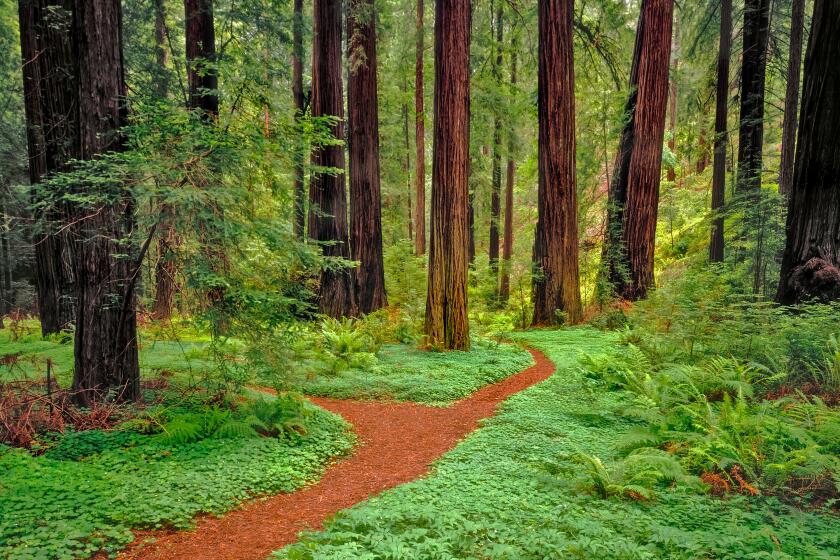 Paths lined by clover and ferns lead through Prairie Creek Redwoods State Park in Northern California.