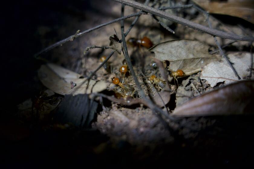 Termites (Syntermes dirus) collect leaves near Lencois, Brazil, Thursday, Nov. 22, 2018. While many people view termites as pests because some species eat wood, and thus homes, the social insects are also some of the world’s best engineers, building vast networks of underground tunnels and huge heaps of dirt. (AP Photo/Victor R. Caivano)