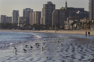 LONG BEACH, CA., DECEMBER 13, 2019: There is a sense of calm on the Long Beach shoreline. No waves. No surfers. A breakwater that was built years ago blocks the waves. Surfers would love to have the long, rocky structure removed. After studying the issue, the Army Corps of Engineers have proposed no modification (Mark Boster For the LA Times).