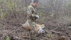 В Приморье тигр и медведь погибли от удара током упавшей ЛЭП