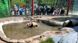 В Московском зоопарке показали, как Катюша плавает в уличном бассейне