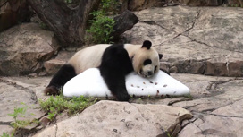 Китай отправил в Испанию двух больших панд