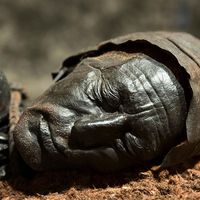 Bog body. Head of Tollund Man. Died at about age 30-40, Dated to about 280 BCE early Iron Age. Found Bjaeldskovdal bog Denmark in 1950 near Elling Woman. Most well preserved bog body to date. Human remains mummified in natural peat bogs. mummy, embalm