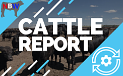 US Cattle Report by National Beef Wire thumbnail