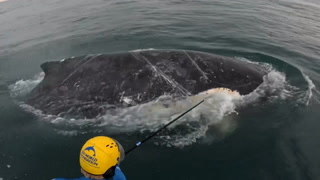 Humpback whale tangled in rope freed in two-day rescue operation