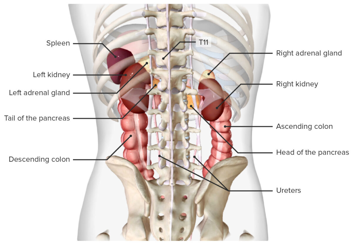 Location of the spleen, in situ (posterior view)