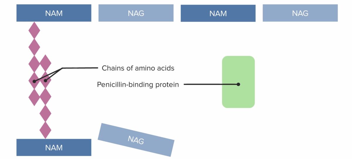 Penicillin-binding protein (pbp) forms cross-linked bridges between adjacent peptidoglycan chains (1)
