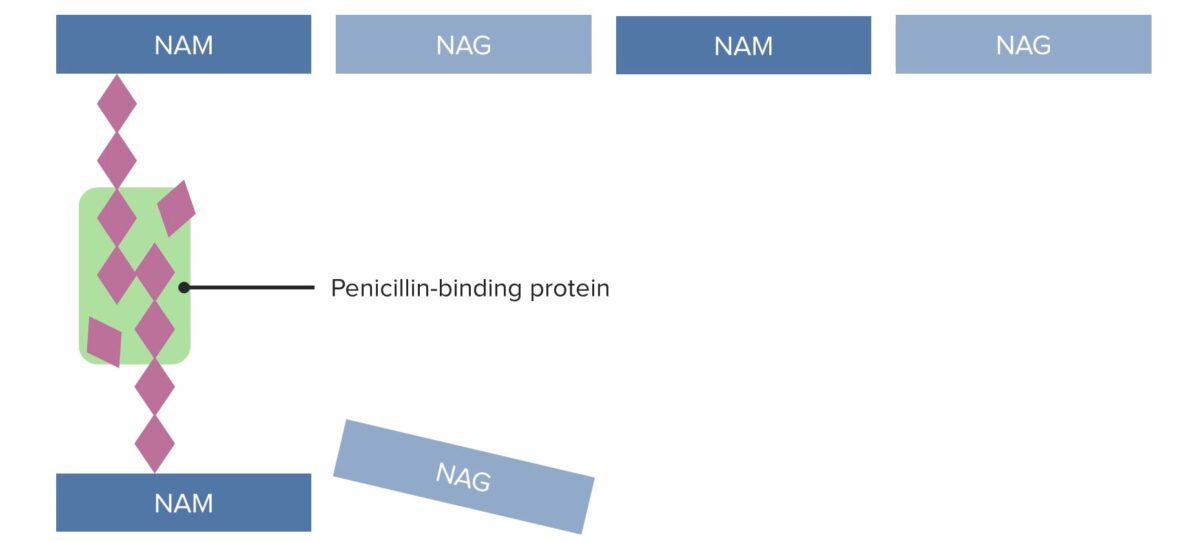 (2) penicillin-binding protein (pbp) forming cross-linked bridges between adjacent peptidoglycan chains