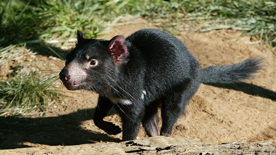 Tasmanischer Teufel: Möglicherweise resistente Untergruppe gefunden