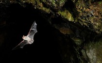 Color photo of Lesser Mouse Eared Bat (Myotis blythii) leaving cave roost to forage at night.