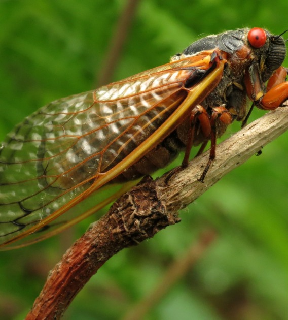 A periodical cicada of the genus Magicicada perched on a tulip tree stalk.
