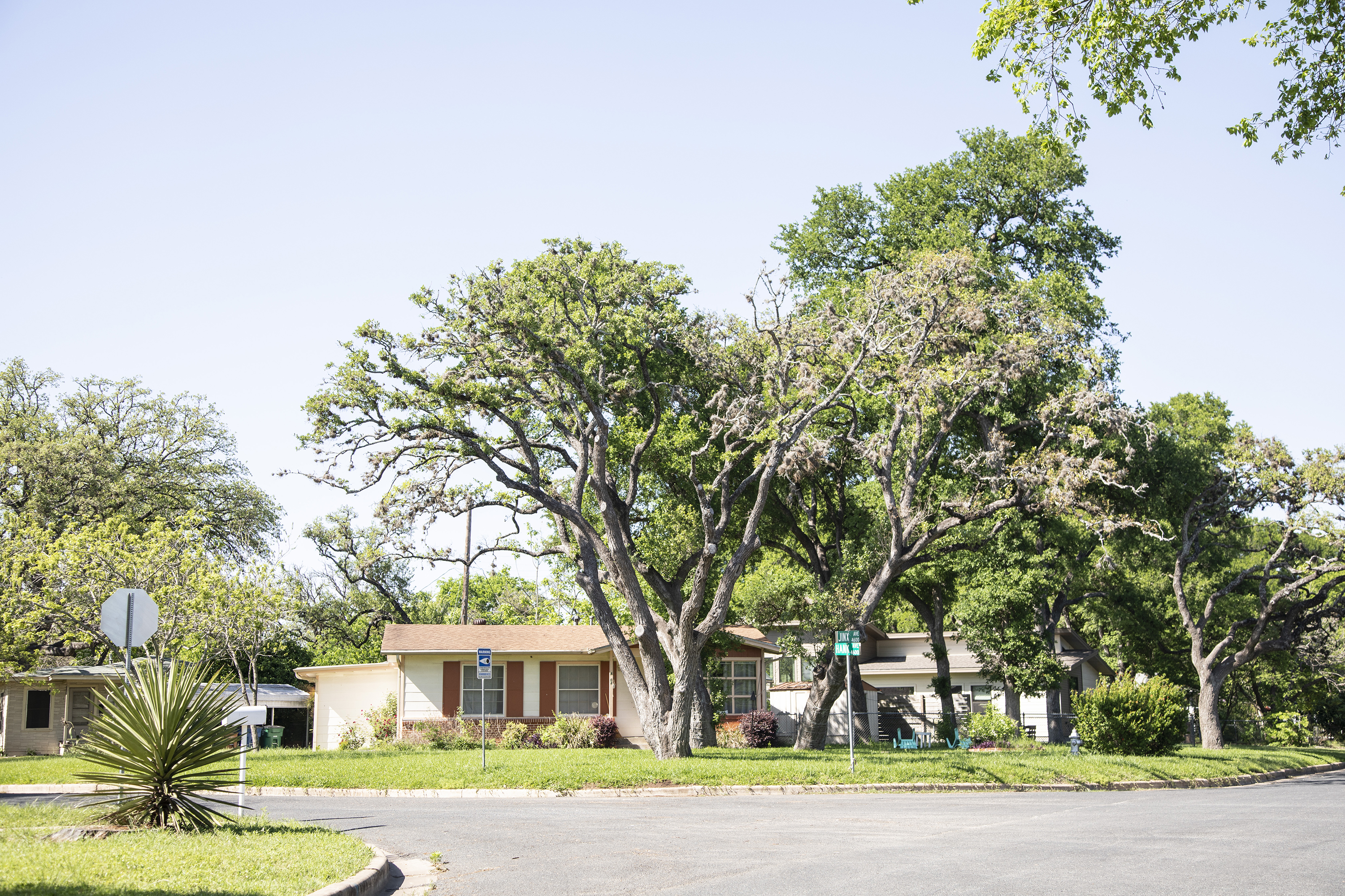A ranch style home in an Austin neighborhood, with a very large green tree in the front yard and lush vegetation around. 