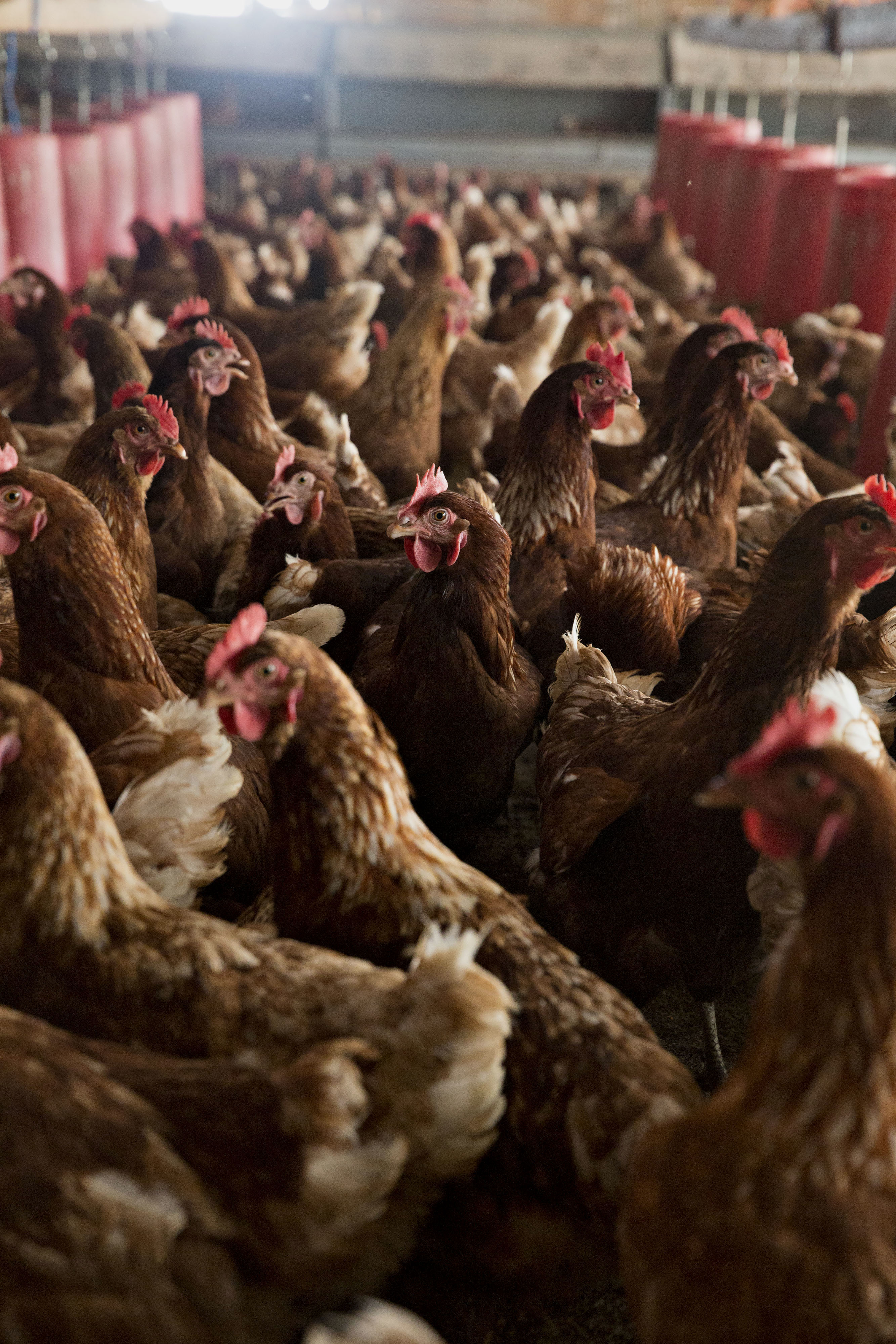 Egg-laying chickens in a crowded barn.