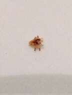 Image of pubic lice