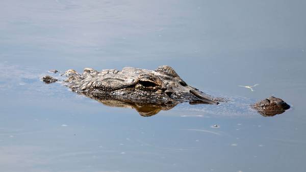 Remains of woman found in alligator’s jaws after she was reported missing
