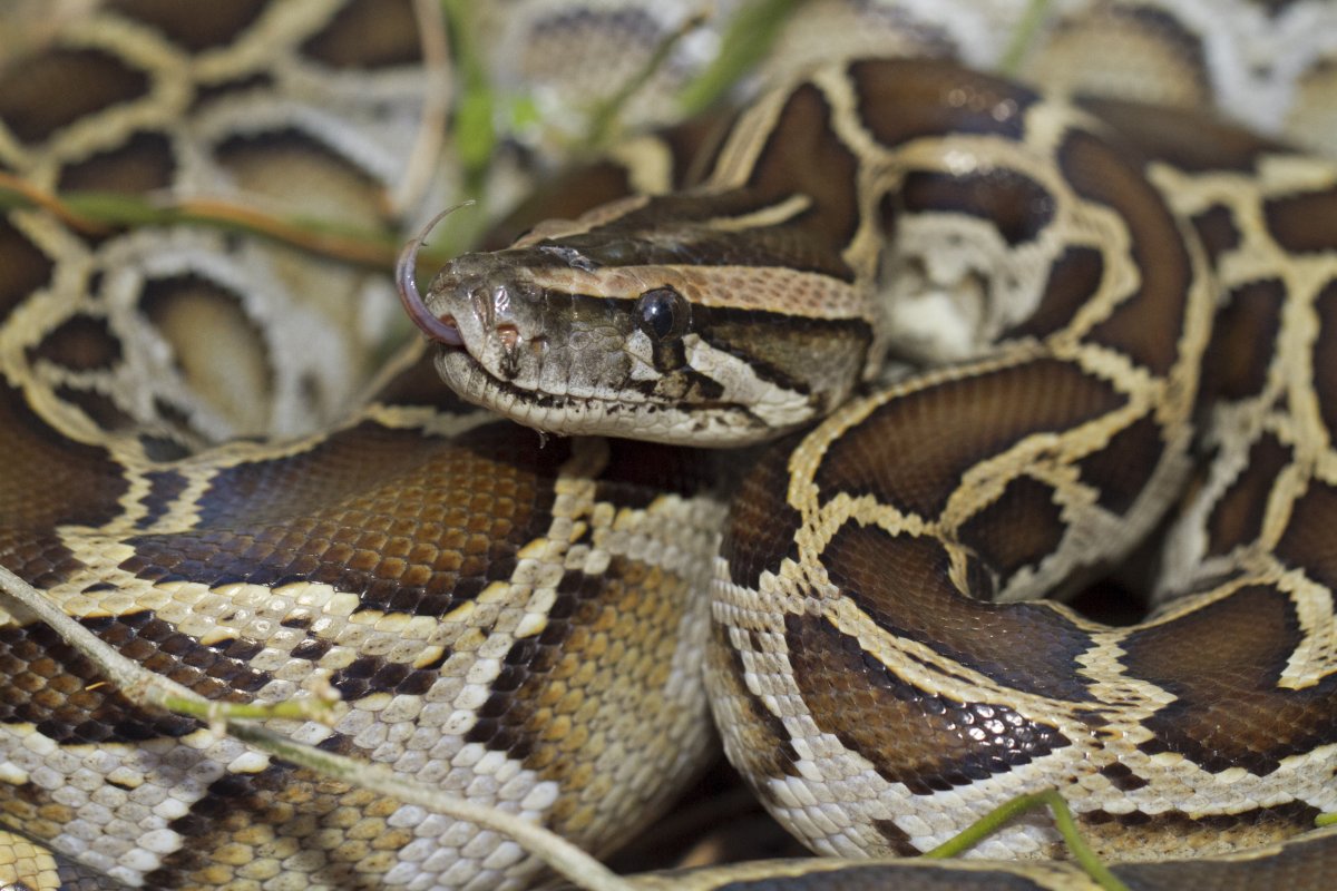 Burmese python up close 