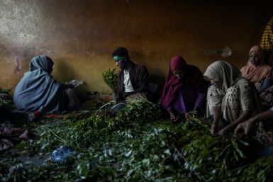 Khat is consumed across the Horn of Africa