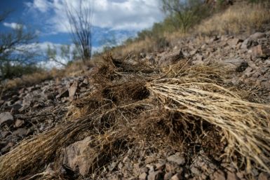 Buffelgrass seco, una especie invasora que conduce a incendios forestales de crecimiento más rápido, se ve en la ladera de una colina cerca de un sendero en Tucson, Arizona