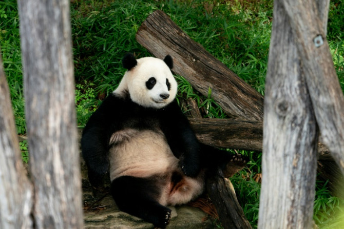 El panda gigante Xiao Qi Ji abandonará el Zoológico Nacional Smithsonian con sus padres Tian Tian y Mei Xiang en diciembre cuando expire un contrato de préstamo con China.