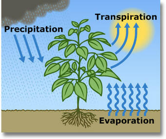 Diagram showing evapotranspiration.
