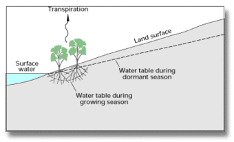 Diagram showing how plant transpiration can lower the water table around it.