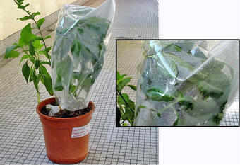 A house plant with bag tied around leaves shows water drops on the inside of the bag.