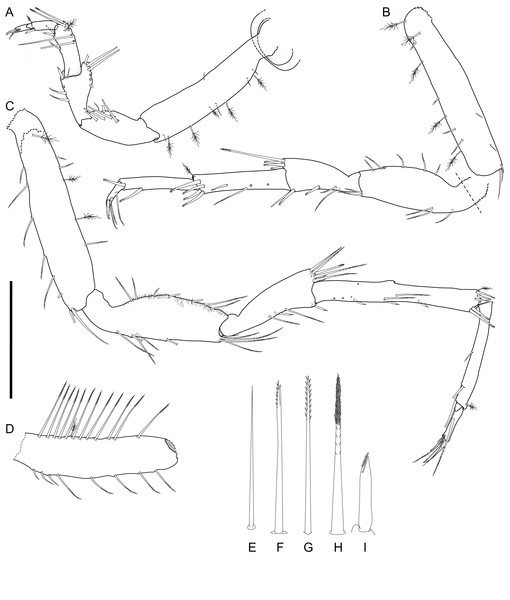 Macrostylis metallicola n. sp. holotype ♀ 879 (SMF 50941), digitized pencil drawings of posterior pereopods in lateral view.
