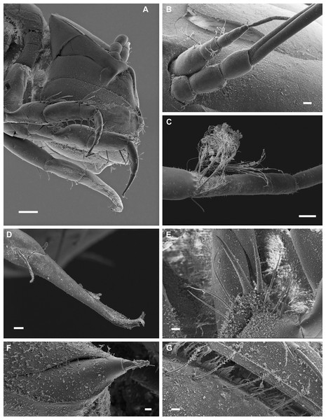 Macrostylis metallicola n. sp. paratype ♀ 301 (SMF 50945), scanning electron microscopy (SEM) images.