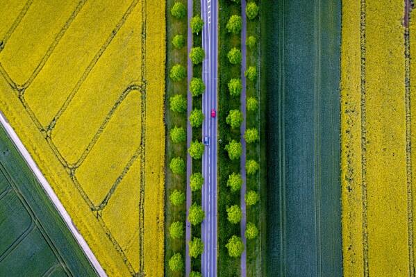 Cars drive on an alley between rape fields in the outskirts of Frankfurt, Germany, Monday, April 22, 2024. (AP Photo/Michael Probst)