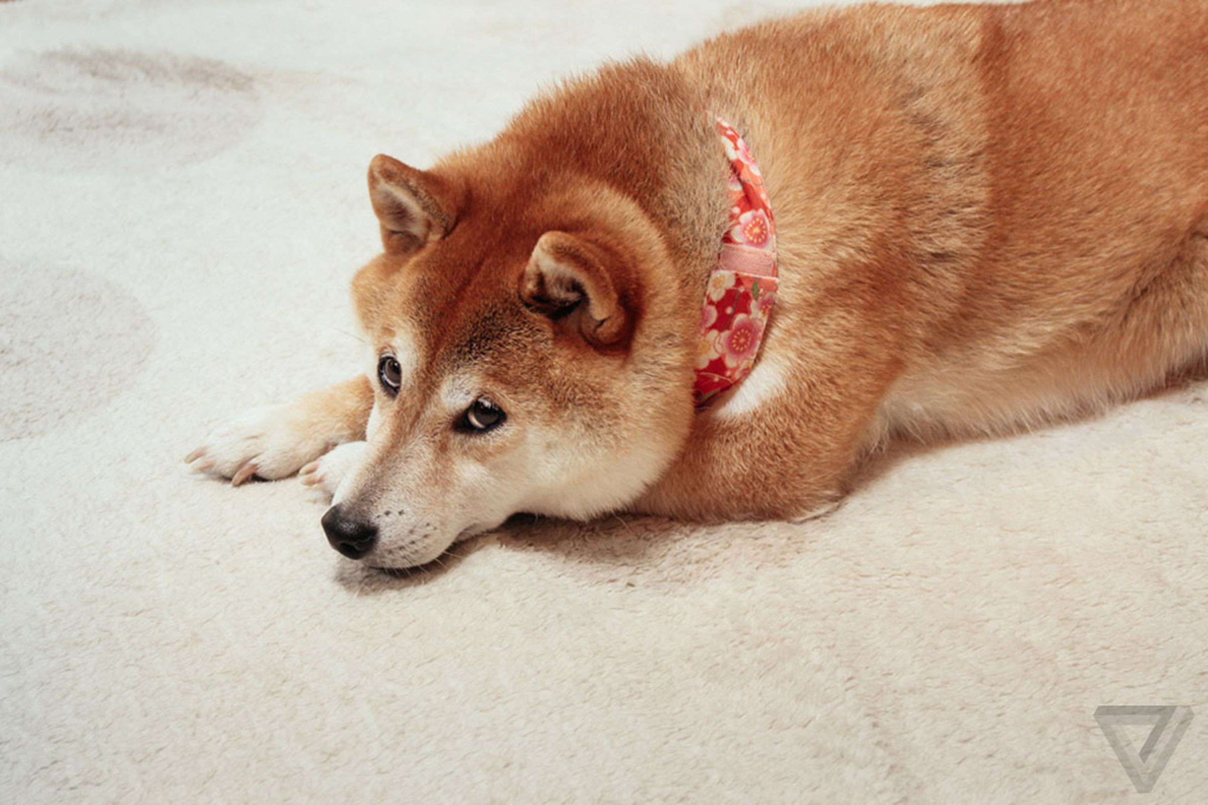 Kabosu, the shiba inu doge dog, lying on the floor, eyes peering up softly.
