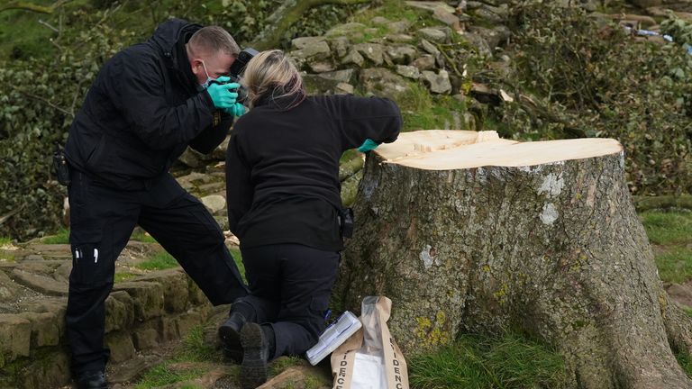 Forensic investigators from Northumbria Police examine the felled Sycamore Gap tree, on Hadrian&#39;s Wall in Northumberland. A 16-year-old boy has been arrested on suspicion of causing criminal damage in connection with the cutting down of one of the UK&#39;s most photographed trees. Picture date: Friday September 29, 2023.