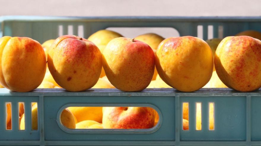 Der Obst-Sommer ist da:  Snacken Sie jetzt die leckeren Aprikosen von Mallorca