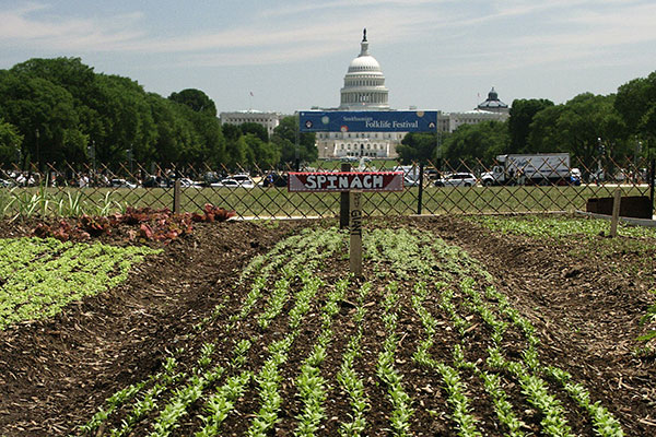 A garden plot with rows of green sprouts, marked with a hand-painted sign as spinach, with the U.S. Capitol Building in the background.
