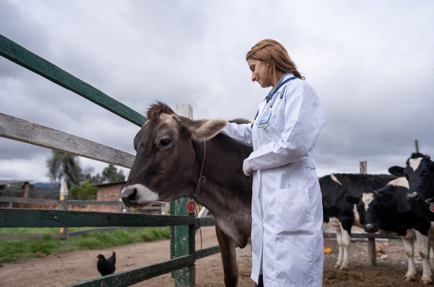 Latin American female veterinarian checking a cow at a livestock farm &#8211; lifestyle concepts