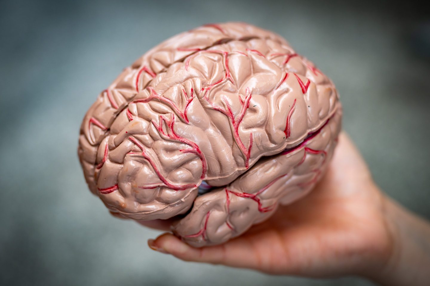 CARDIFF, WALES &#8211; FEBRUARY 16:  In this photo illustration, A model of a human brain held in a hand on February 16, 2024 in Cardiff, Wales. (Photo by Matthew Horwood/Getty Images)
