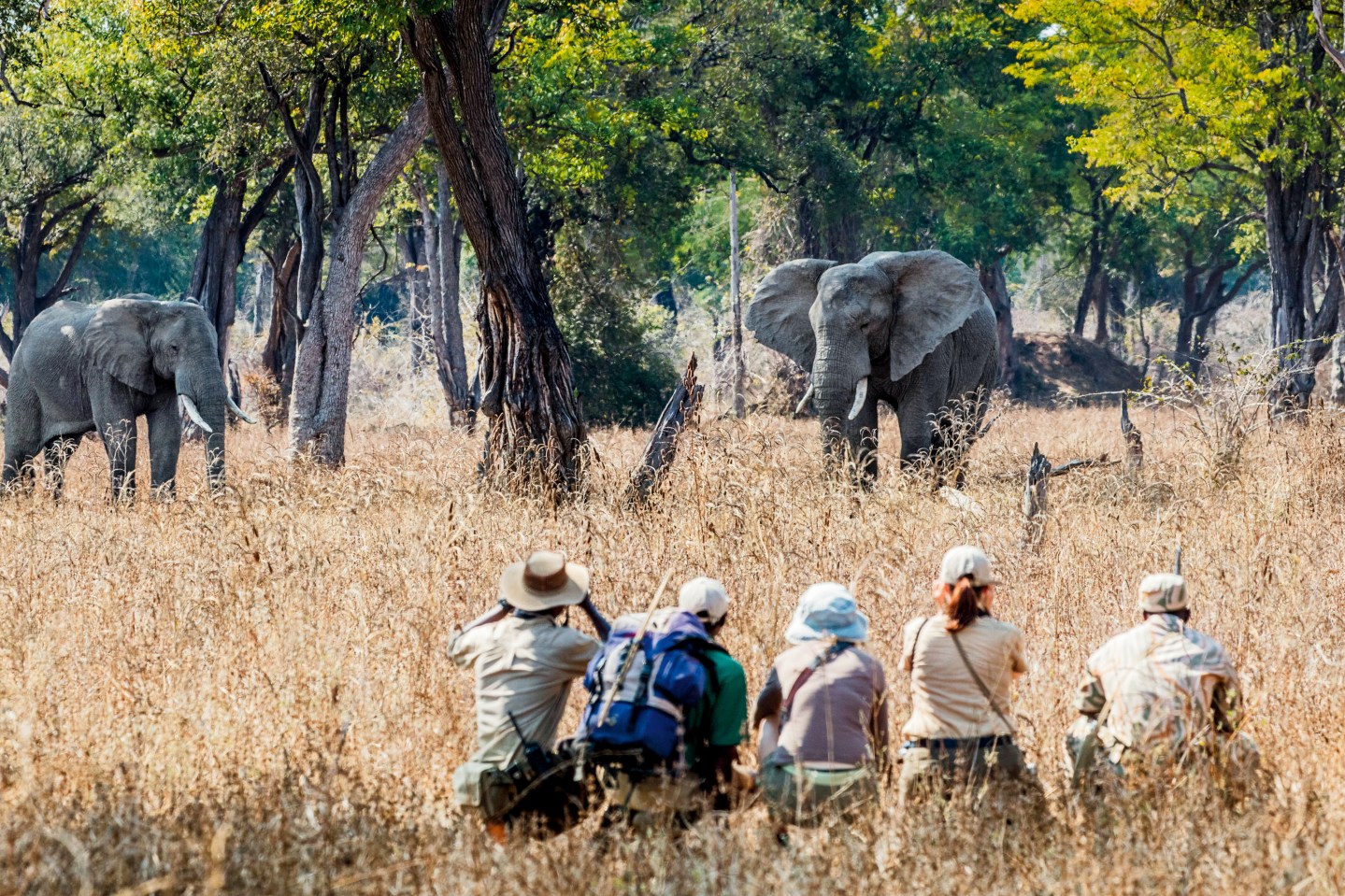 CLOSE ENCOUNTER Visitors cross paths with an elephant in Zambia’s South Luangwa National Park during a Remote Africa safari.<br />
Courtesy of Scott Ramsay/Remote Africa Safaris